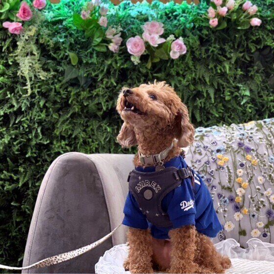 犬はなぜ遠吠えをするの? 犬が遠吠えをする理由と心理、対策とは いぬのきもち