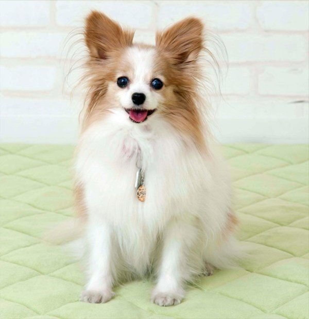 I Love パピヨン いぬのきもちweb Magazine I Love パピヨン いぬのきもちweb Magazine