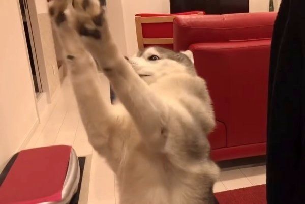 いつもと違うごはんに、我を忘れるシベリアン・ハスキー