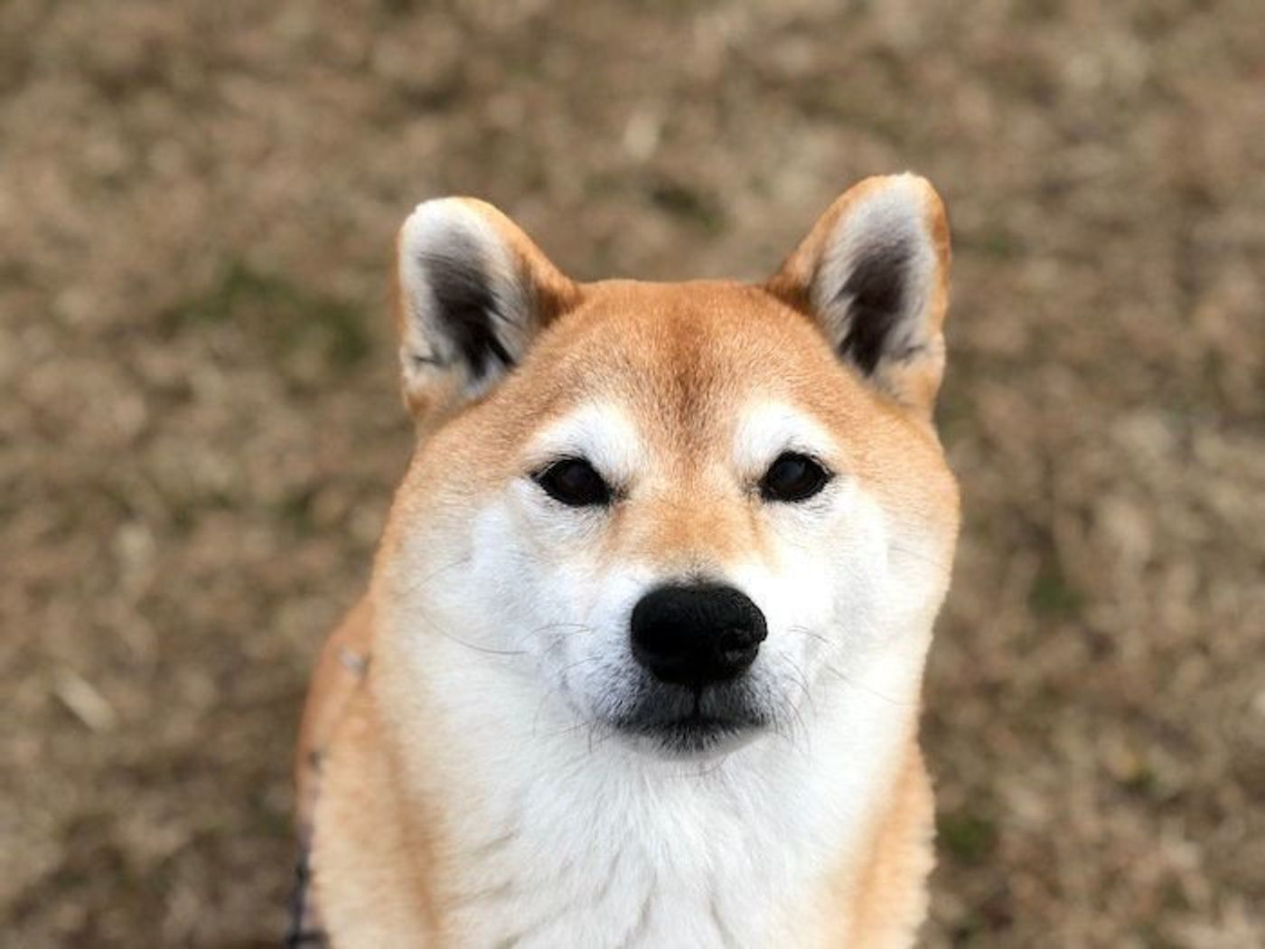 シニアさんになると甘えん坊になる もうすぐ9歳の柴犬マロたんの場合 いぬのきもちweb Magazine シニアさんになると甘えん坊になる もうすぐ9歳の柴犬マロたんの場合 いぬのきもちweb Magazine