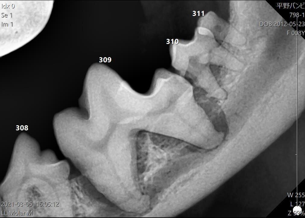 上の写真の犬の歯を、エックス線写真で撮影したもの
