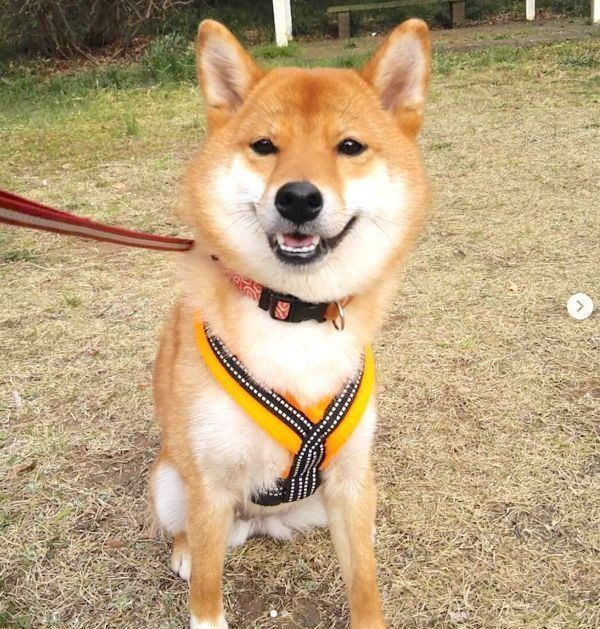 お散歩する柴犬