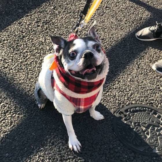 洋服を着るボストン・テリア