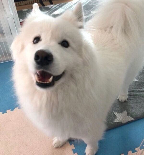 笑顔のサモちゃん