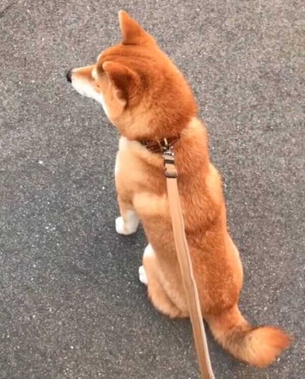 「早く病院に入りたい」とアピールするまめきちくん