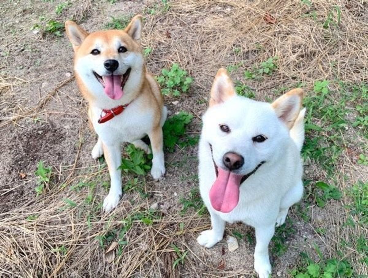 かかあ天下が炸裂 ラブラブ 柴犬夫婦 の微笑ましすぎる馴れ初め いぬのきもちweb Magazine かかあ天下が炸裂 ラブラブ 柴犬夫婦 の微笑ましすぎる馴れ初め いぬのきもちweb Magazine