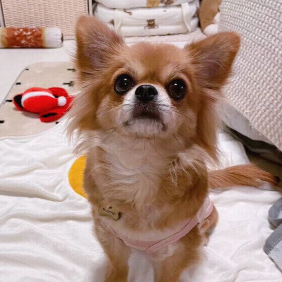 上目遣いをするチワワ