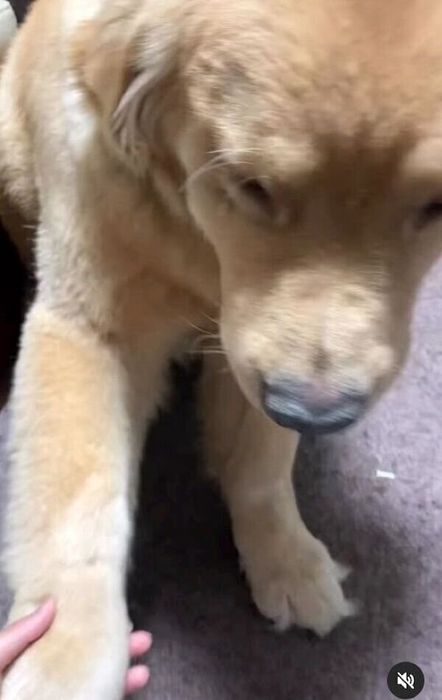 やる気のない「オテ」をするむぎくん