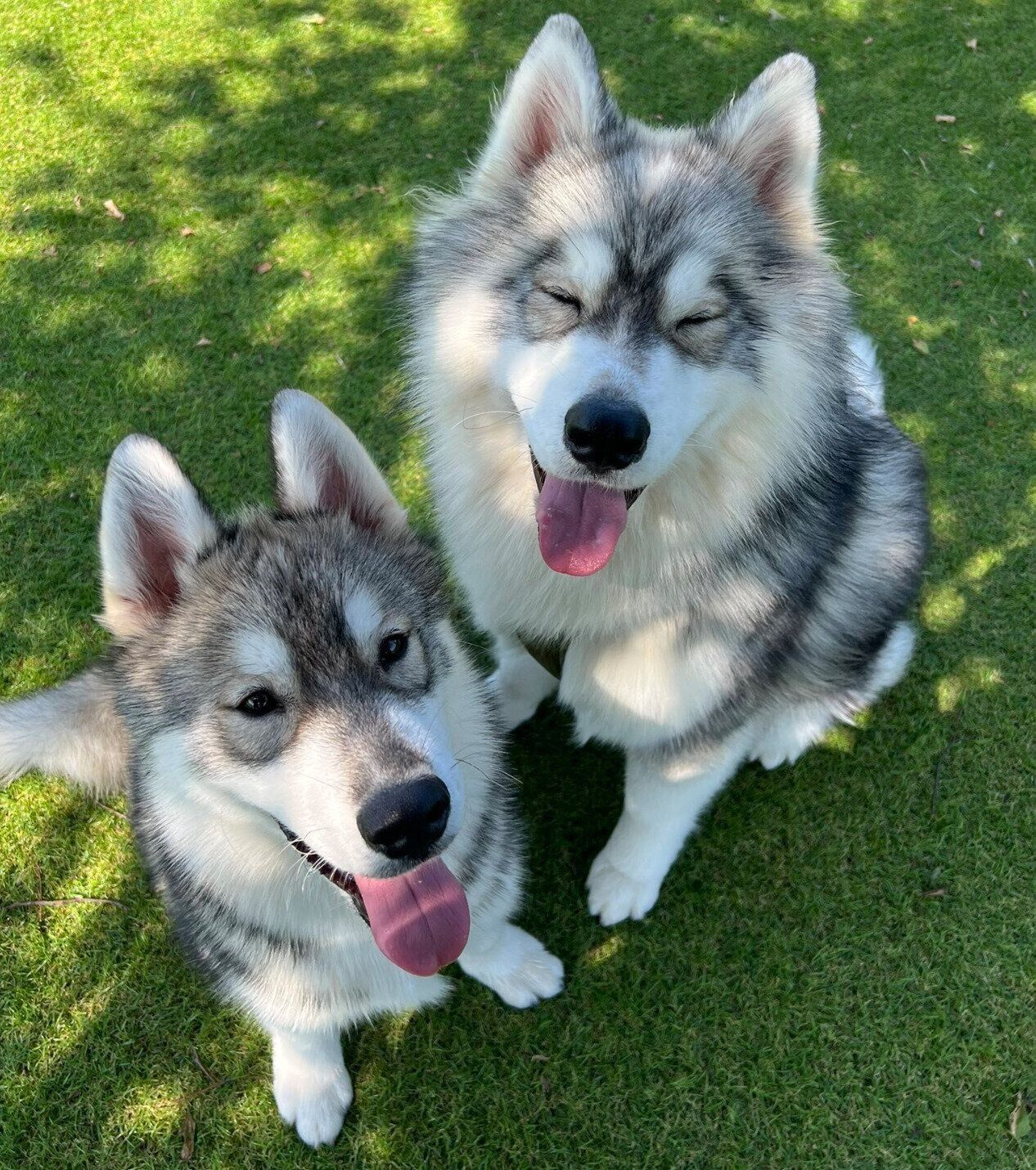 笑顔が可愛いほたてくん、しらすくん