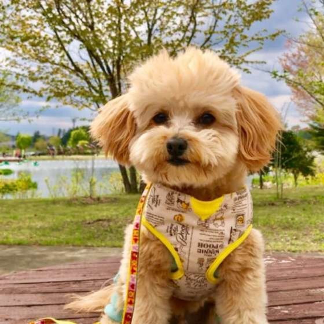 ごはんや散歩の時間になるとそわそわ 犬は 時間 を理解している いぬのきもちweb Magazine ごはんや散歩の時間になるとそわそわ 犬は 時間 を理解している いぬのきもちweb Magazine