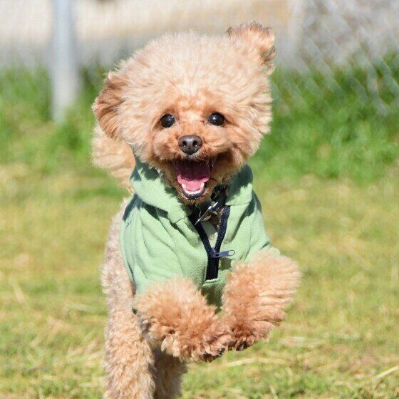 トイ・プードルのヘムヘムのちゃん