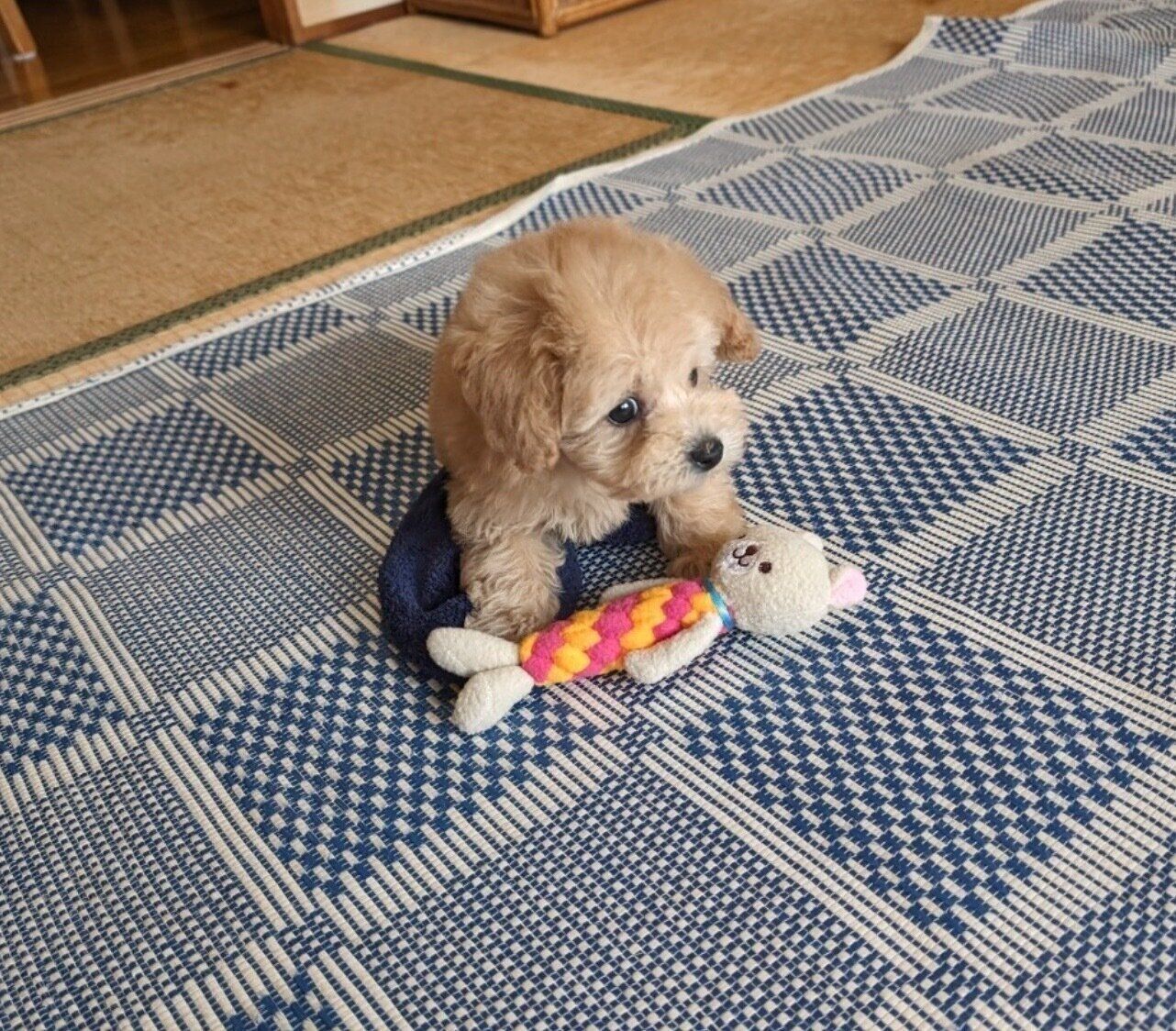 お迎え直後のニコラくん