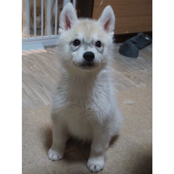 生後2カ月のころのしゃけ丸くん