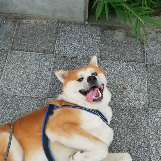 寝転がる秋田犬