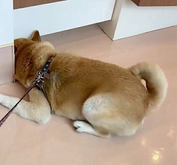 動物病院が好きすぎる福丸くん