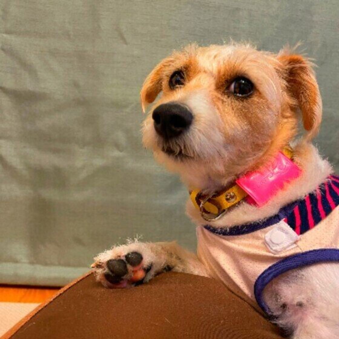 日焼けで毛色がガラリと変わる 犬の毛色の雑学 どれくらい知っている いぬのきもちweb Magazine 日焼けで毛色がガラリと変わる 犬の毛色の雑学 どれくらい知っている いぬのきもちweb Magazine