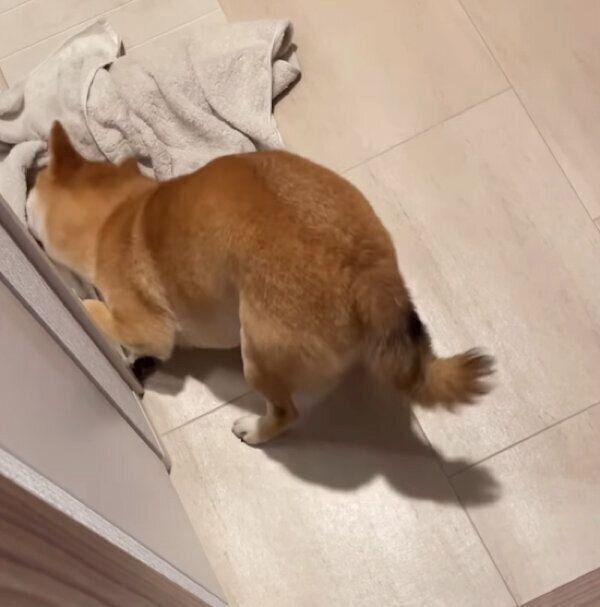 タオルにスリスリするハカセくん