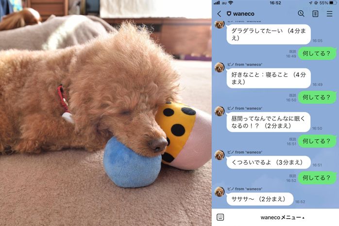 waneco talkとトイ・プードル
