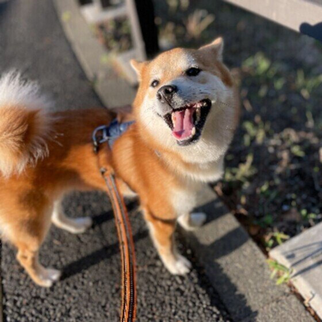 ケガ 誤食で大変なことに 犬の 冬の散歩で起こりがちなトラブル の実例と対処法 いぬのきもちweb Magazine ケガ 誤食で大変なことに 犬の 冬の散歩で起こりがちなトラブル の実例と対処法 いぬのきもちweb Magazine
