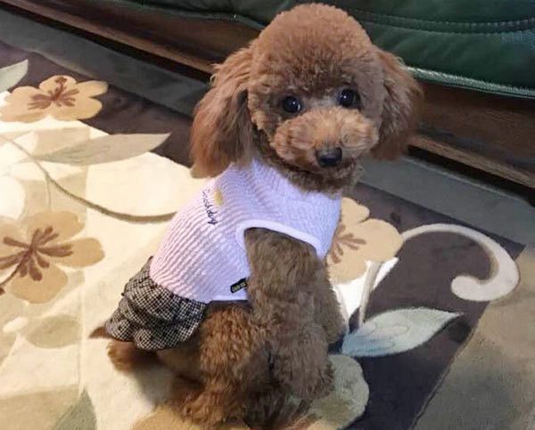 見つめるトイ・プードル