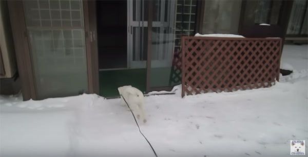 雪と遊ぶ秋田犬