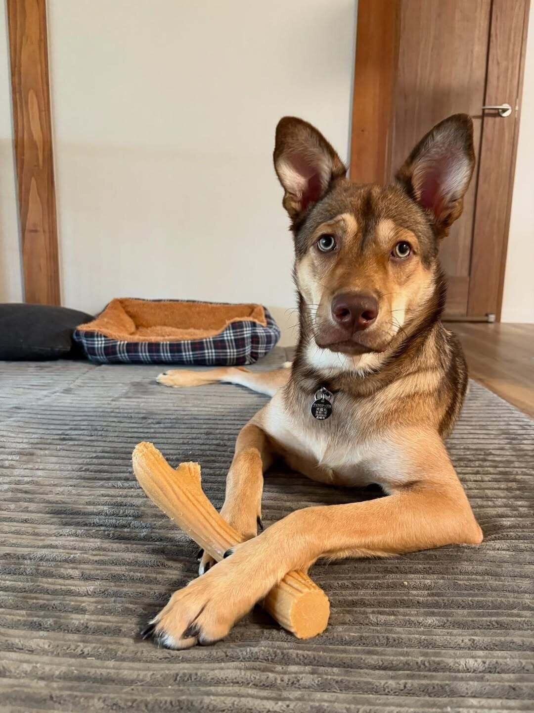 体重は24kgまで成長した志くん　チャームポイントはキレイな瞳なのだとか