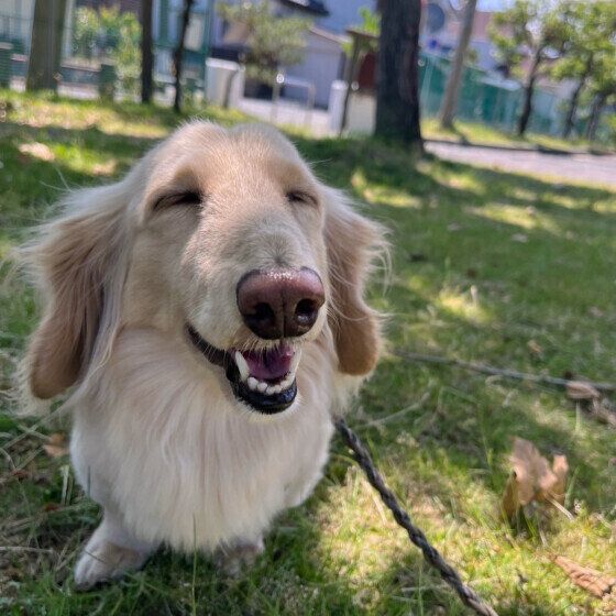 これって吐くサイン？ 犬が吐く前兆と吐いた後の対応を獣医師に聞いた いぬのきもち