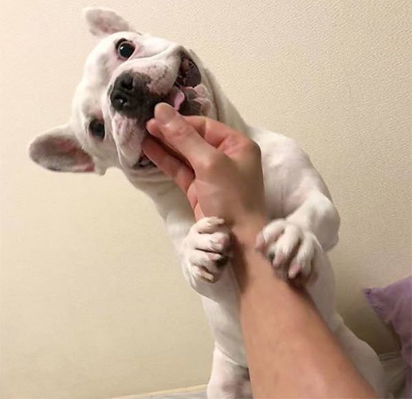 じゃれるフレンチ・ブルドッグ