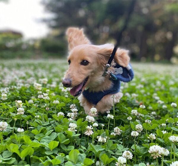 散歩を楽しむ大吉くん