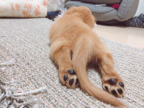 くつろぐカニーンヘン・ダックスフンド