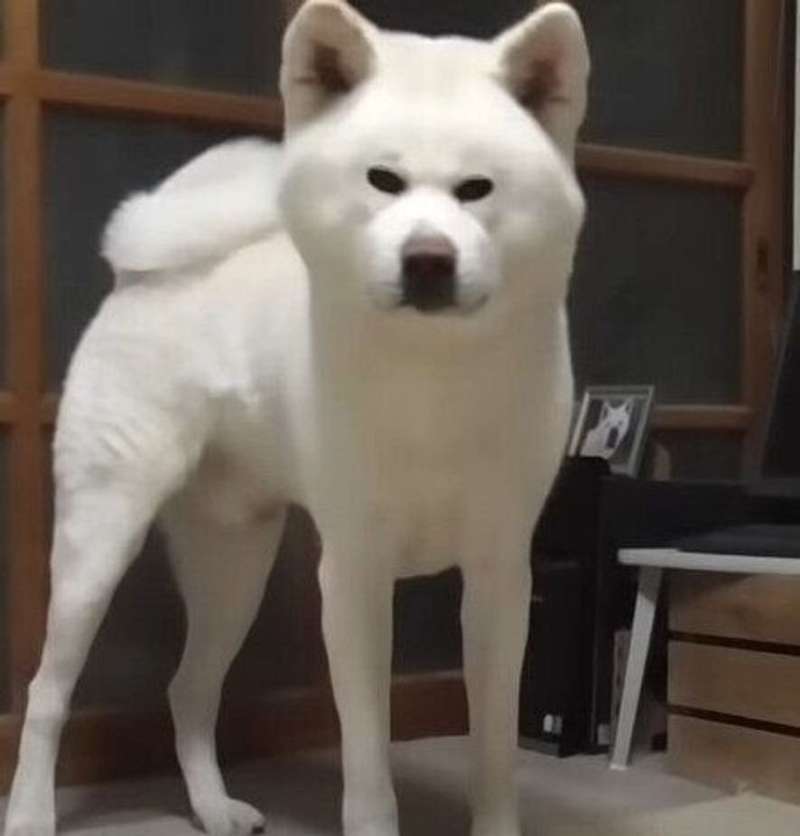 自分のイビキで起きてしまった秋田犬 目覚めた途端ホリホリが始まった いぬのきもちweb Magazine 自分のイビキで起きてしまった秋田犬 目覚めた途端ホリホリが始まった いぬのきもちweb Magazine