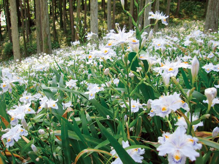 茨城県フラワーパーク