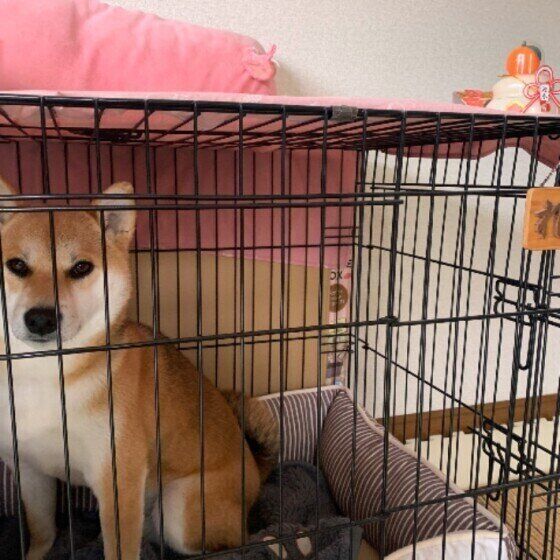 ケージに入る柴犬
