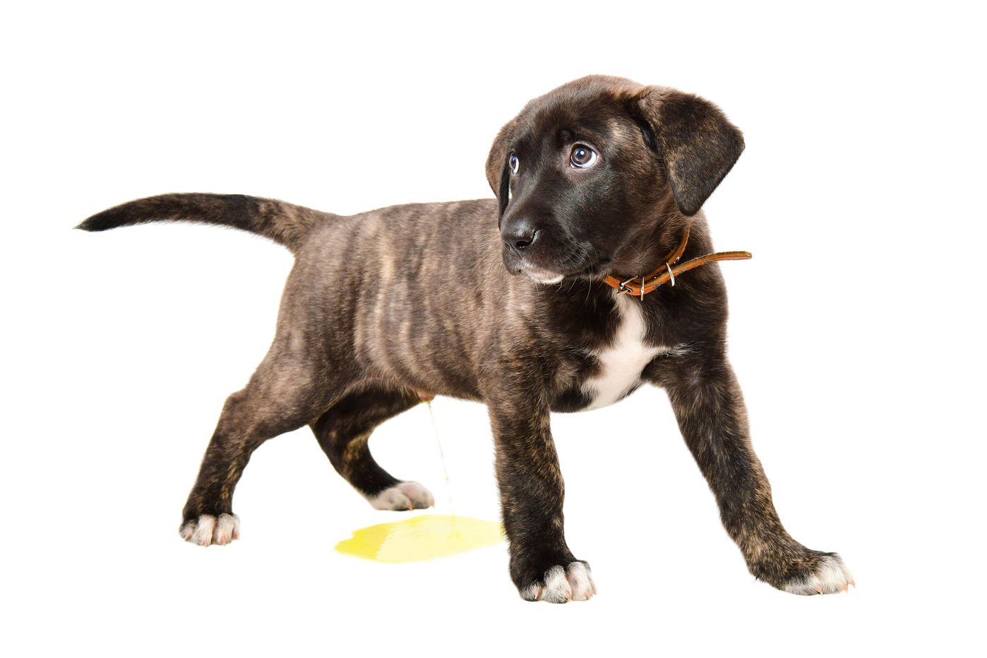 トイレシーツ どう選ぶ 愛犬と飼い主さんの健康を守る 犬のトイレ掃除のポイント いぬのきもちweb Magazine トイレシーツ どう選ぶ 愛犬と飼い主さんの健康を守る 犬のトイレ掃除のポイント いぬのきもちweb Magazine