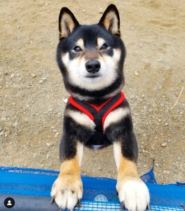 おねだりするくま吉くん