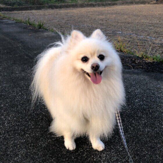 散歩するポメラニアンの男の子