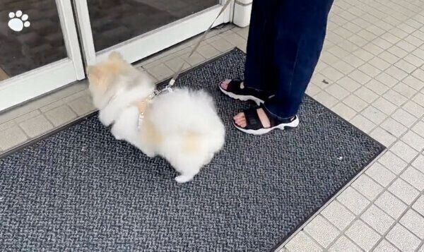 病院に着いても逃げないちくわくん