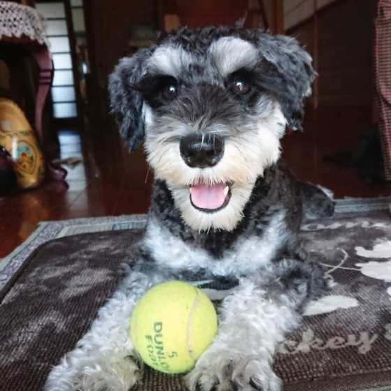 ミニチュア・シュナウザー