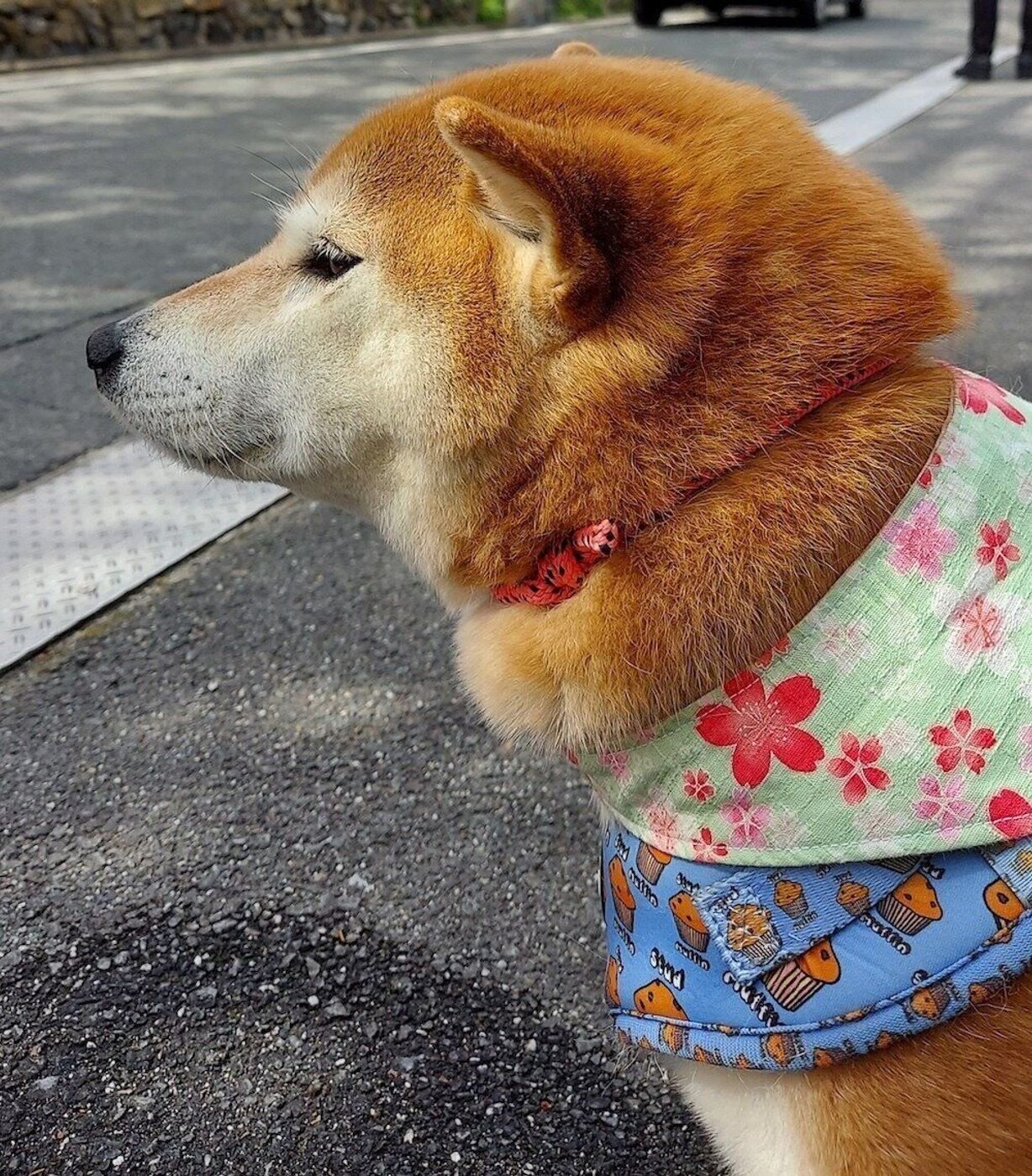 柴犬あるある 柴ドリル 中に首の皮がブルンブルン揺れるとこ 連載 ここ掘れここ柴 Vol 161 いぬのきもちweb Magazine 柴犬あるある 柴ドリル 中に首の皮がブルンブルン揺れるとこ 連載 ここ掘れここ柴 Vol 161 いぬのきもちweb Magazine