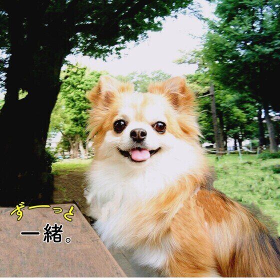 チワワのスマイル