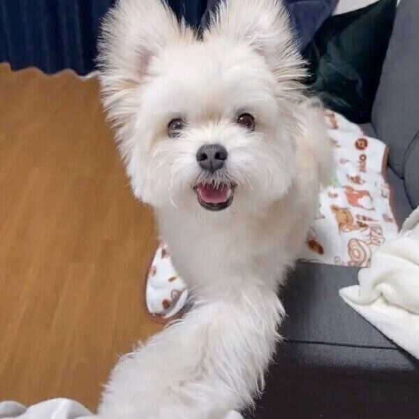 メイクする飼い主さんの邪魔をするぽんたくん