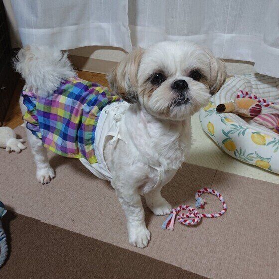 おもちゃを運ぶシー・ズー