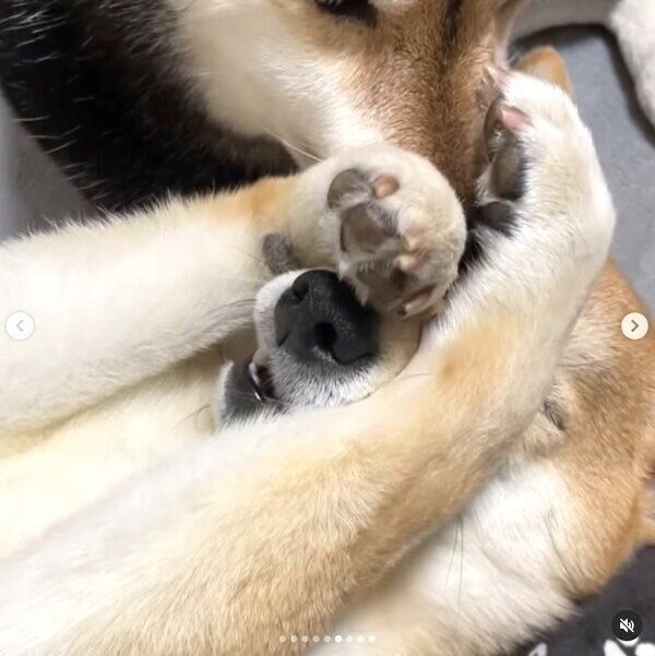 つくねちゃんのお世話をするごまちゃん
