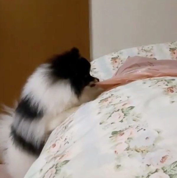 袋が気になるポメラニアン