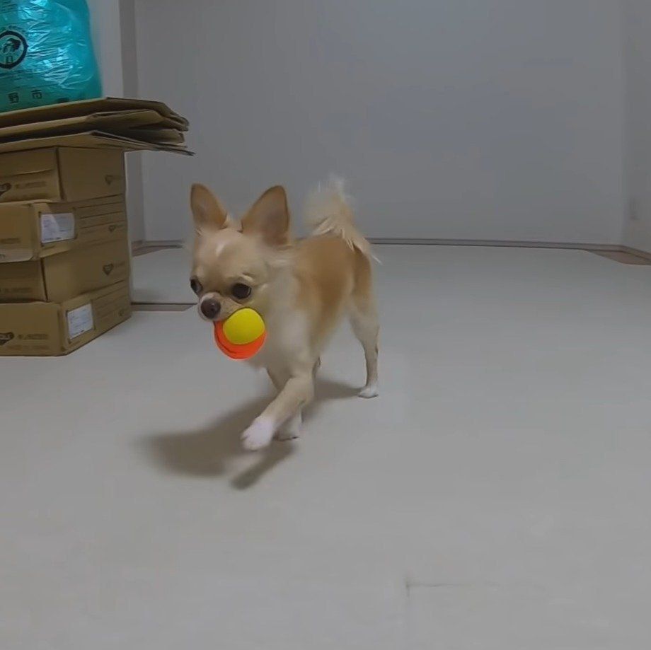 ボールを持ってくるみるくちゃん