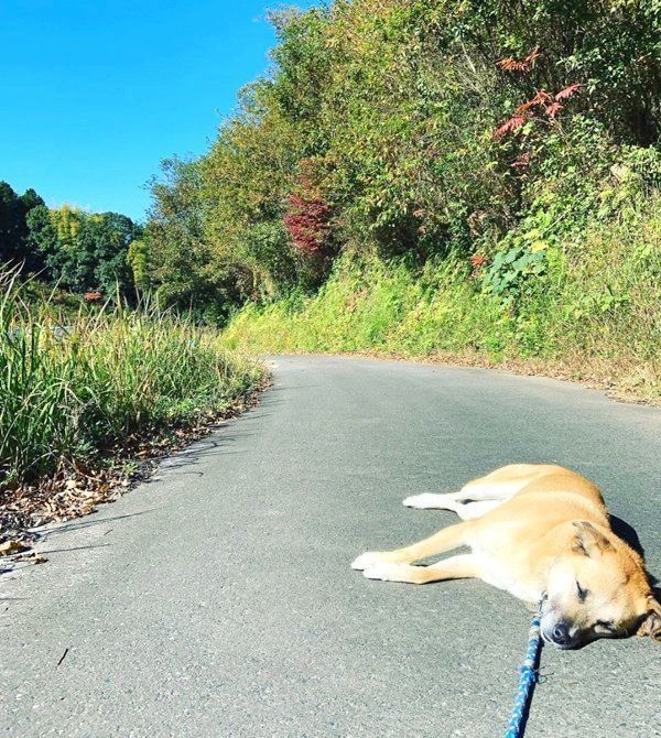 道で寝てしまうすみちゃん