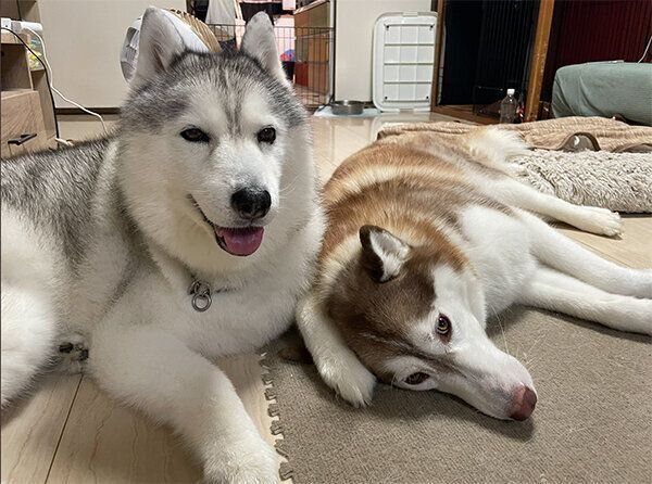 シルビアちゃん、シャンテちゃん