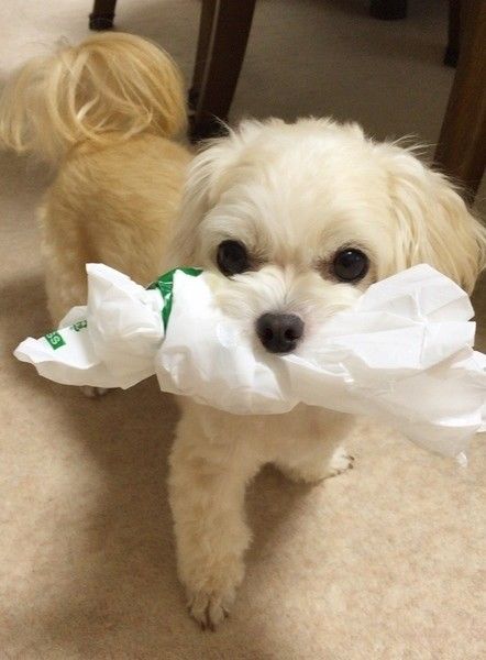 いたずら発見されても可愛い、ななちゃん