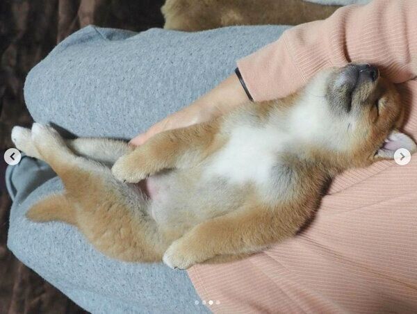 飼い主さんの膝の上で眠るきなこちゃん