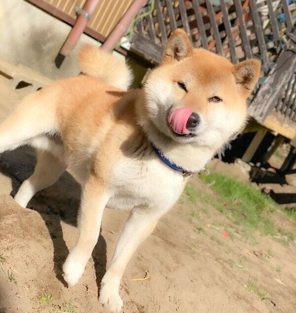 舌を出すそらくん